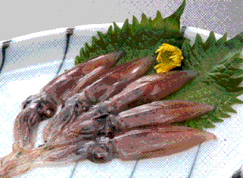 ホタルイカ(Himi-Aoyagi)