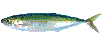 室鯵(Miegyoren)
