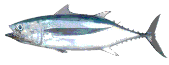 ビンナガ(National Research Institute)