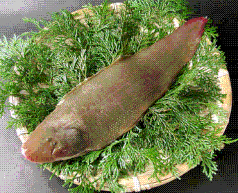 舌平目(harikai)