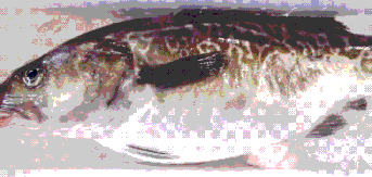 鱈(Tohoku umaimono)