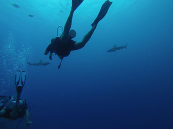 Plongée avec les requins à pointe noire