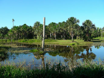 Amazonas, Juruena-Nationalpark in Brasilien