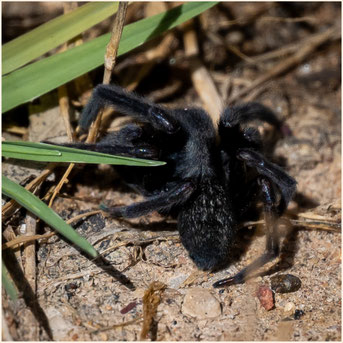 Funnel Weg, Winton, Outback, Wildlife Australia, Wildlife Australien, Spinne, Australische Spinne