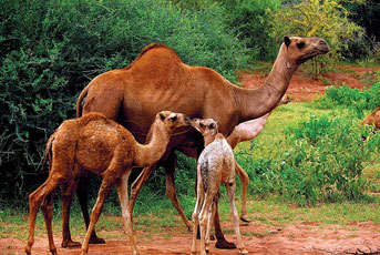 Dromedari - (Camelus dromedarius)
