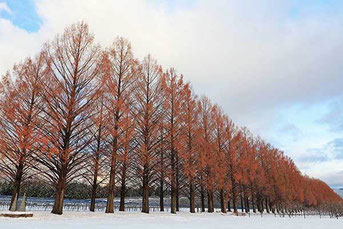 冬枯れのメタセコイア並木