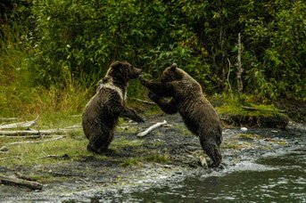 Mit dem Wohnmobi in Alaska und den Yukon