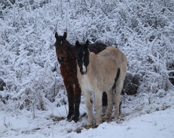 Photo décorative 2 chevaux sous la neige