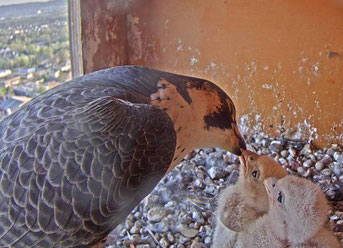 webcam-Foto vom 20.4.2019 (Ausschnitt)