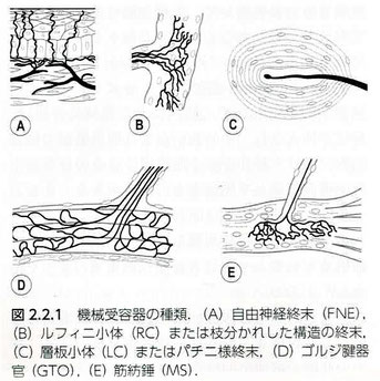 機械受容器の種類