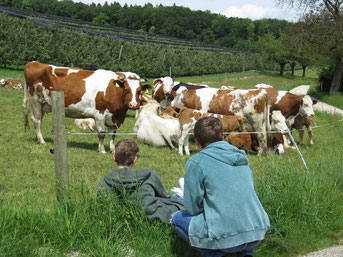Schüler*innen beobachten Kühe auf der Weide