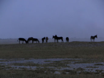 Donkeys