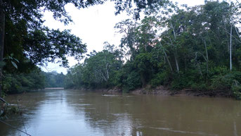Imagen del Río Tiputini, cerca del embarcadero de la Estación Científica Yasuní