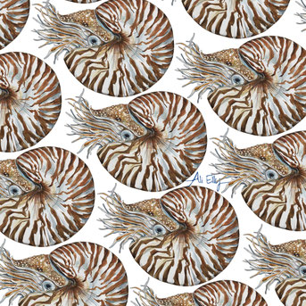chambered Nautilus (Nautilus pompilius) scientific illustration 
