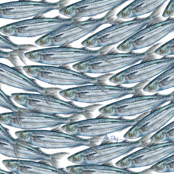 thicklip grey mullet (Chelon labrosus) fish pattern illustration 