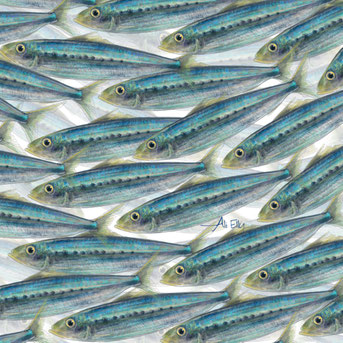 South American pilchard (Sardinops sagax) fish illustrator pattern 
