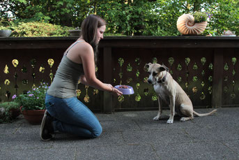 Hundefütterung, Hund, artgerechte Hundefütterung, Hundeernährungsberater