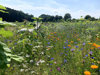 Wir machen aus einem Acker eine Blumenwiese.