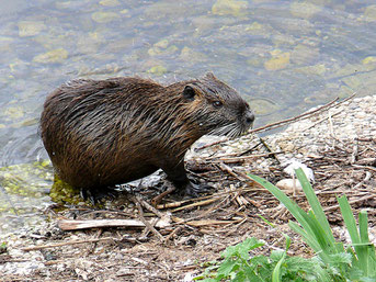 Nutria Biber Eifel NABU Düren