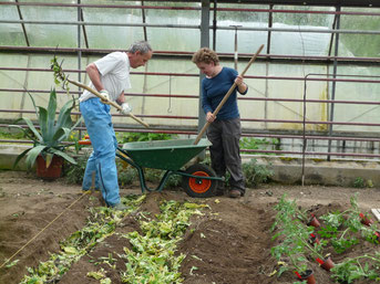 Franziska und Ueli beim Tomaten setzen