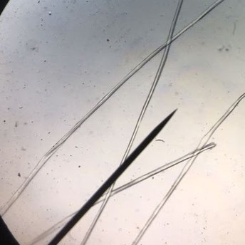 Fibre soie microscope