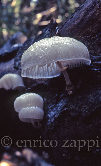 Funghi del legno