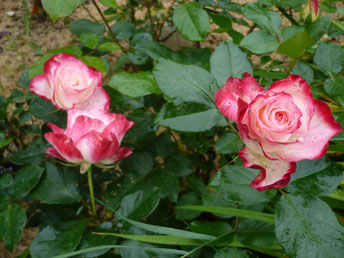 Roses "Jubilé Prince de Monaco" Meilland 2000