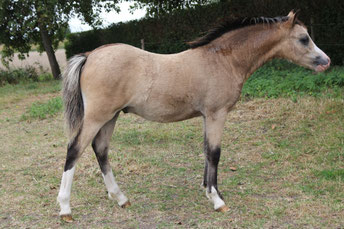 Oostdijk's Ceridwen Manwë, colt, buckskin, 2025, sold to Czech Republik
