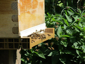 #veterinaire apiculture#planche envol