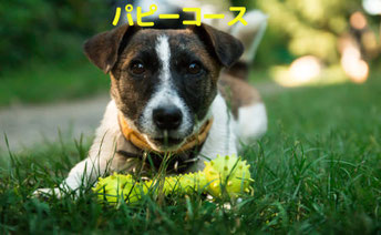 パピートレーニングコース