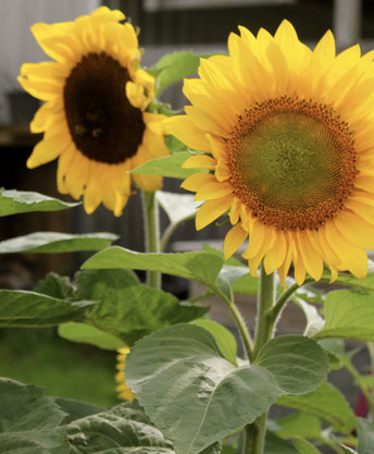 Growing sunflowers