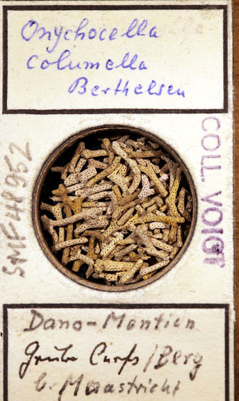 Senckenberg, Bryozoa, Bryozoen, Moostierchen, Sammlung Voigt