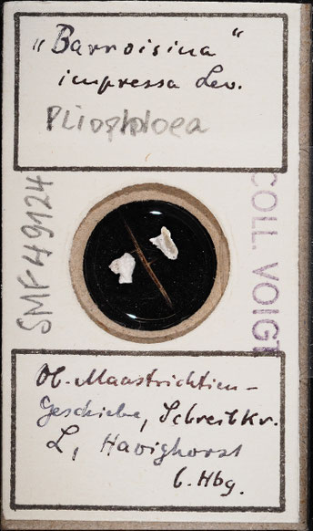 Senckenberg, Bryozoa, Bryozoen, Moostierchen, Sammlung Voigt
