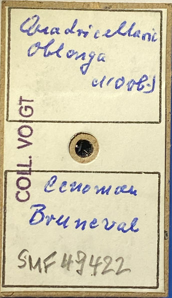 Senckenberg, Bryozoa, Bryozoen, Moostierchen, Sammlung Voigt