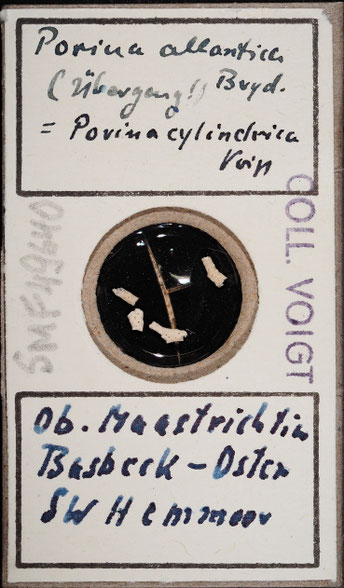 Senckenberg, Bryozoa, Bryozoen, Moostierchen, Sammlung Voigt
