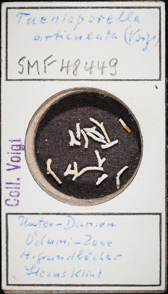 Senckenberg, Bryozoa, Bryozoen, Moostierchen, Sammlung Voigt