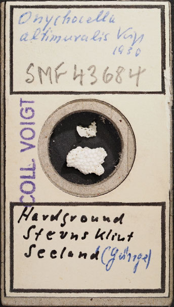 Senckenberg, Bryozoa, Bryozoen, Moostierchen, Sammlung Voigt