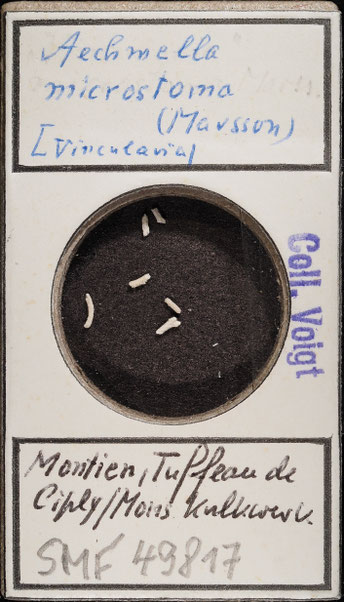 Senckenberg, Bryozoa, Bryozoen, Moostierchen, Sammlung Voigt