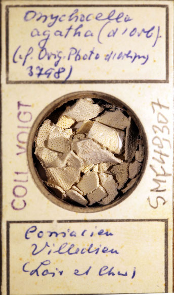 Senckenberg, Bryozoa, Bryozoen, Moostierchen, Sammlung Voigt