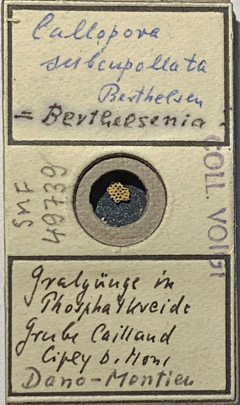 Senckenberg, Bryozoa, Bryozoen, Moostierchen, Sammlung Voigt