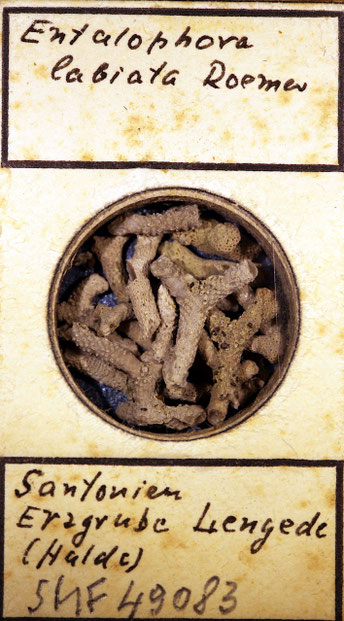 Senckenberg, Bryozoa, Bryozoen, Moostierchen, Sammlung Voigt