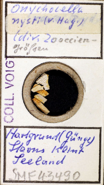 Senckenberg, Bryozoa, Bryozoen, Moostierchen, Sammlung Voigt