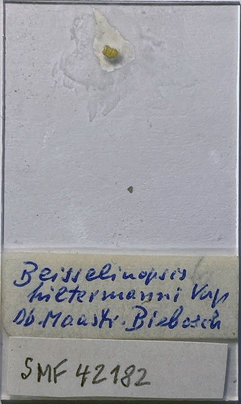 Senckenberg, Bryozoa, Bryozoen, Moostierchen, Sammlung Voigt