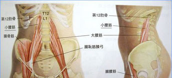 腰痛に関わる筋、骨格