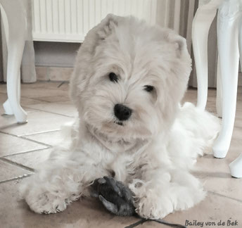 Bailey im Mai