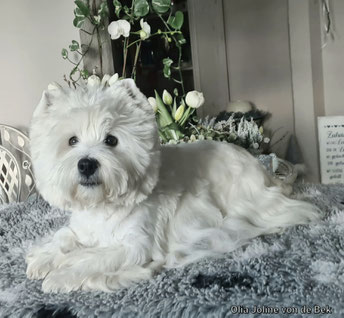 Westies von de Bek