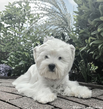 Westies von de Bek