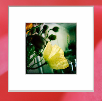 Blumen, Mohn, Etsy-Shop