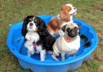 3 Kleinhunde sitzen in einer Wassermuschel.