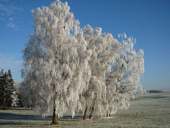Advent auf dem Hof Ganal, Schnaps, Obstler Bodensee